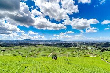 Yame Central Tea Plantation Tour and Tea Tasting