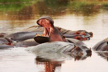 7 Days Serengeti Wildebeest Migration Crossing