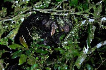 Monteverde Night Tour at Oktari Walking Trails Forest