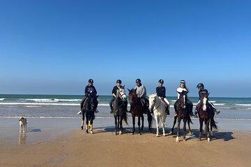 Horseback ride 1 hour between dunes beach and forest in Essaouira