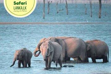 Minneriya Half Day Safari