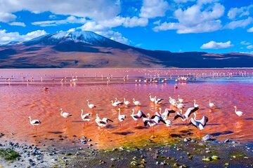Discover Bolivia’s Salt Flats and Vibrant Lagoons