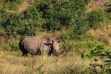 Guided Game Drive and Rhino Walk In Mosi Oa Tunya National Park