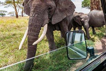7 Days Journey Through Kenya an Epic Luxury Safari