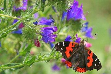 Butterfly Watching in Madeira