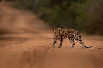 Explore Wilpattu National Park Private 4WD Tour