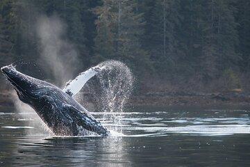 2 Hour Private Marine Wildlife Tour