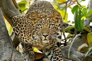 Multi Day Masai Mara Safari Adventure