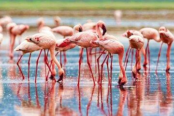 2 Days Nakuru Hells Gate and Naivasha from Nairobi