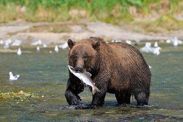 Wildlife Safari & Bear Viewing from Skagway