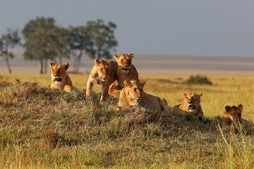 5 Day Safari Mikumi Udzungwa and Nyerere National Park