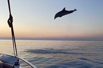 Rovinj Dolphins at Sunset & Island Swimming Speedboat Tour