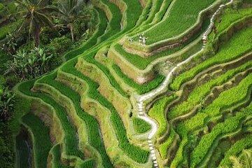 Ubud: Monkey Forest, Rice Terrace, Waterfall, Water Temple Tour