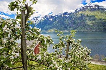 Apple Blossom Tour in Hardanger