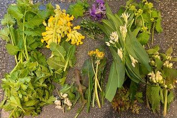 Foraging walk for beginners