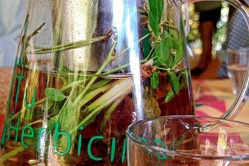 Wild and Medicinal Dominica Private Tour