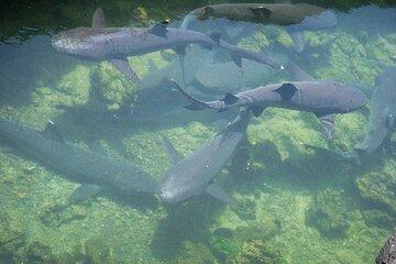 Full Day on Isla Isabela and Islote Tintoreras from Santa Cruz