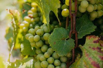 Private Sparkling Wine Tour with Tastings from Lyon