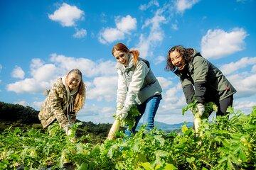 Experience farming (rice cultivation) in terraced rice paddies