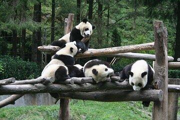 Wolong Panda Base Private Day Tour Optional Volunteering