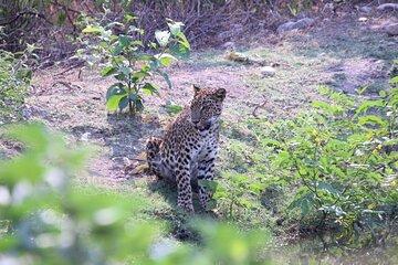 Wildlife Jungle Jeep Safari Ranipur Range, Rajaji National Park
