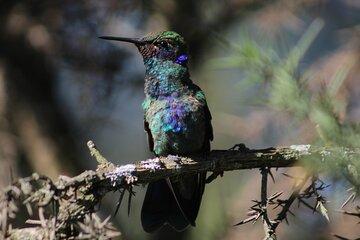 Explore the Wetland Bird Watching and Eco Tour