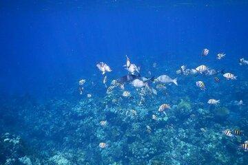 Roatan 3 Stop Snorkeling with Seastar Alli Shipwreck