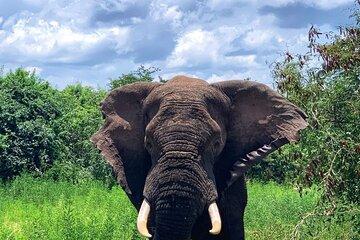 Kigali to Kayonza Akagera National Park 4WD Tour