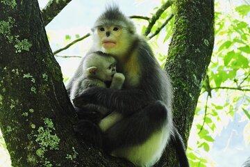 Shangri-la Monkey Journey: Discover Tibetan Nature and Culture