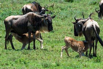 7 Days Wildebeest Mara River Crossing