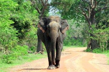 Pick up Mirissa, Tangalle, Yala safari tour and drop to Ella