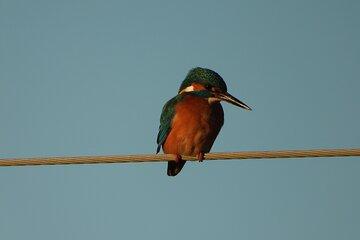 Albania Birdwatching Escape: 2-Day Guided Tour from Tirana