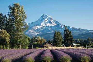 A Full Day Around Portland: City Tour + Visit the Waterfalls