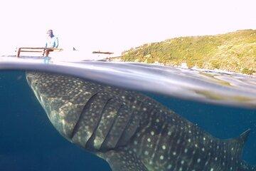 Sumilon Island Experience with Oslob Waterfalls and Whale Sharks