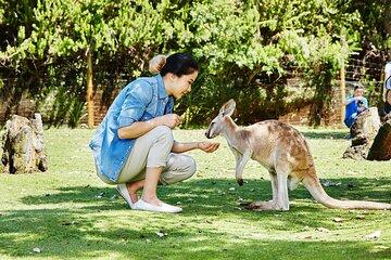 Wildlife Park Pinnacles Sand Dune Tour (Japanese, lunch included)
