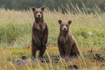 Hiking Bear Watching Tour in High Tatras from Podbanske Slovakia