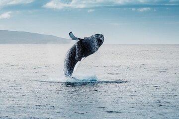 Arctic Whale Watching Tromso to Skjervoy in Comfort
