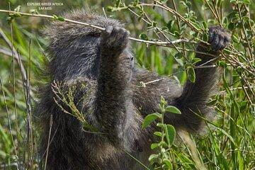 7-Days Serengeti, Tarangire National Park and Ngorongoro crater