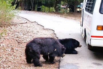Explore Bangalore’s Wild Side – A Memorable Bannerghatta Safari!