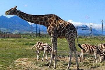 Full Day Giraffe Encounter and Cheetah Outreach with Wine Tour