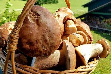 Autumn Mushroom Foraging the Exciting Latvian Tradition