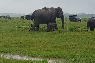 Minneriya Jeep Safari with Shopping Tour from Trincomalee