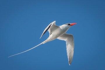 Boat tour to see Bluefoot Bobos and other seabirds