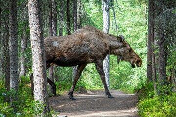 From Helsinki: Wildlife Safari with Campfire Dinner