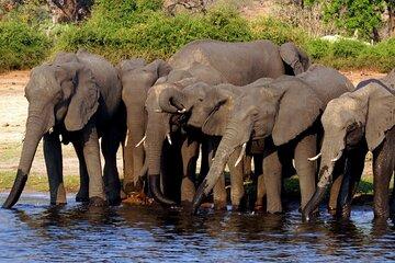 Ultimate Chobe Safari Day Trip