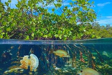 Bayahibe and Saona Island Shared Full Day Catamaran Adventure
