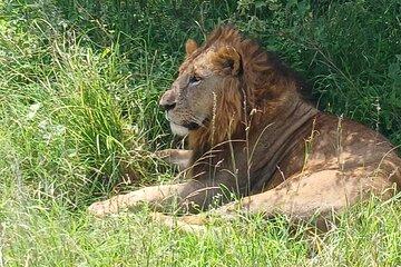 Half Day group joining Nairobi National Park Safari