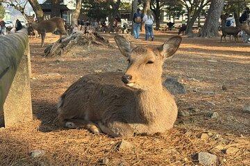 7 Must See Spots in Nara Half Day Tour Kyoto Departure