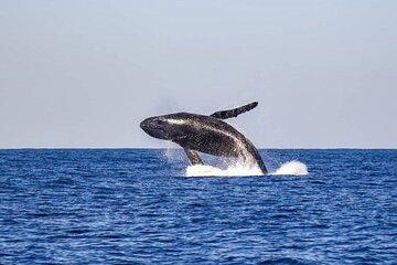 Whale Watching Cruise from Manhattan
