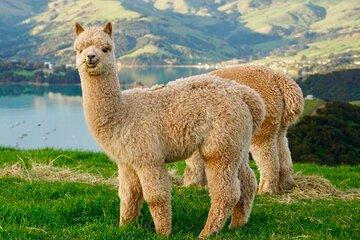 Private Akaroa Day Tour From Christchurch